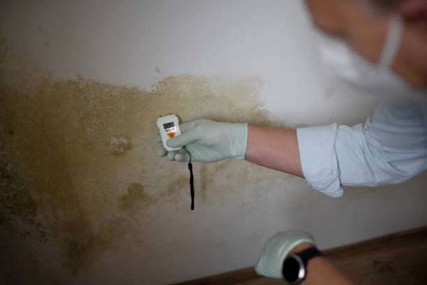 Attic Mold Removal in Rainbow City, AL