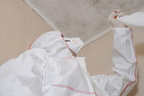 Best Mold Damage Repair  in Rainbow City, AL
