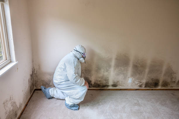 Crawl Space Mold Removal in Rainbow City, AL