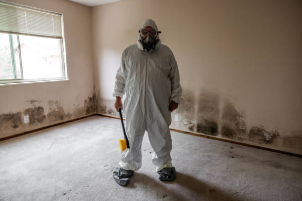 Attic Mold Removal in Rainbow City, AL