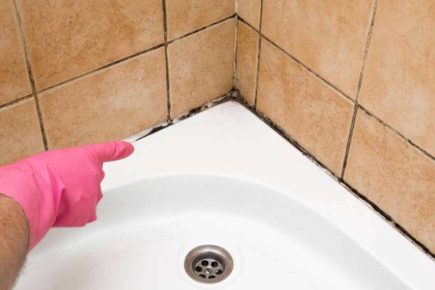 Home Mold Removal in Rainbow City, AL